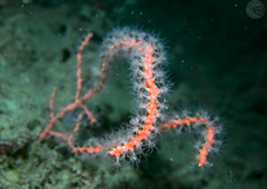 Callistephanus rosea