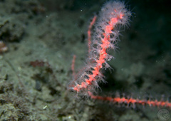 Callistephanus rosea