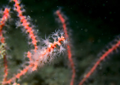 Callistephanus rosea