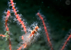 Callistephanus rosea