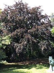 Fagus sylvatica
