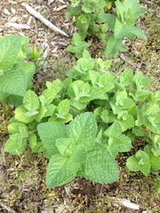 Mentha × rotundifolia