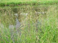Glyceria arundinacea