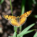 Phyciodes mylitta mylitta - Photo (c) Leslie Flint, some rights reserved (CC BY-NC), uploaded by Leslie Flint