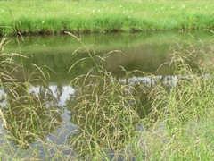Glyceria arundinacea