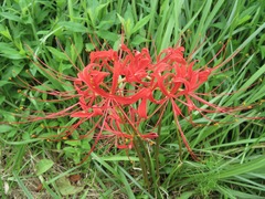 Lycoris radiata