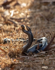 Dolichophis jugularis