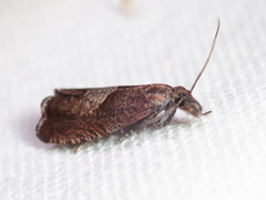 Dichrorampha acuminatana