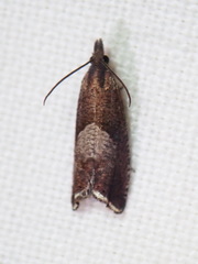 Dichrorampha acuminatana