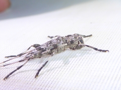 Acanthocinus obsoletus