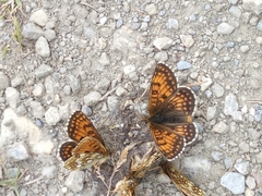 Melitaea varia
