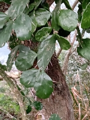 Brasiliopuntia brasiliensis