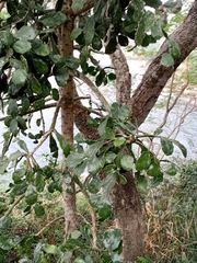 Brasiliopuntia brasiliensis