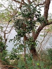 Brasiliopuntia brasiliensis