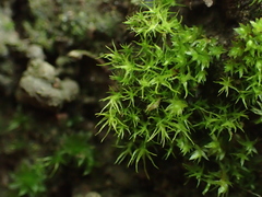 Dicranella schreberiana