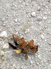 Melitaea varia