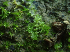Fossombronia wondraczekii