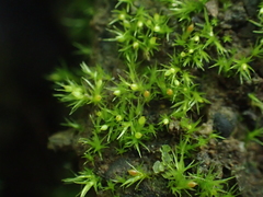 Pseudephemerum nitidum