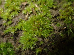 Physcomitrium patens