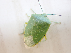 Chinavia pallidoconspersa