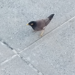 Acridotheres tristis