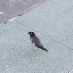 Acridotheres tristis