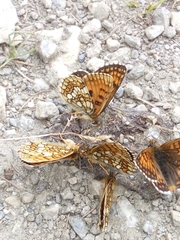 Melitaea varia