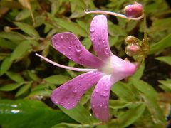 Impatiens acaulis