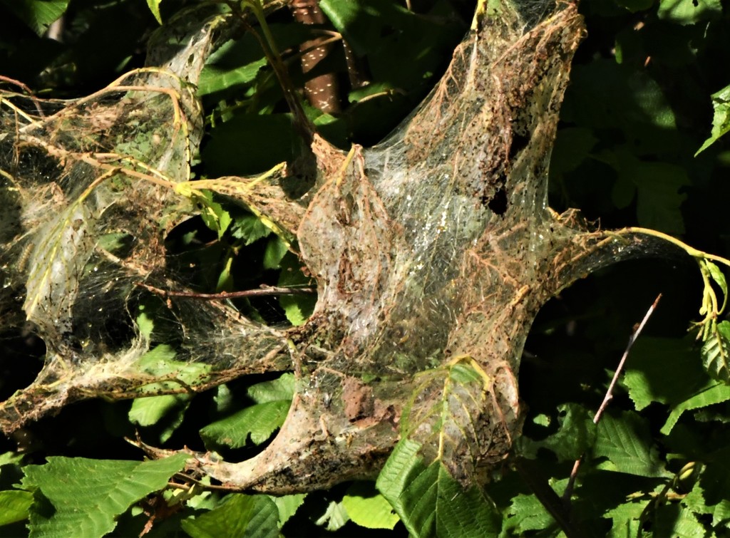 Fall Webworm Moth From L Le Siscoe Val D Or QC J0Y Canada On July   Large 