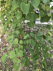 Cercis canadensis