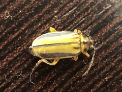 Xanthogaleruca luteola