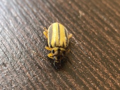 Xanthogaleruca luteola