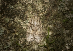 Polylopha epidesma