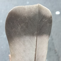 Columba livia domestica