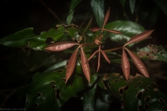 Heritiera trifoliolata