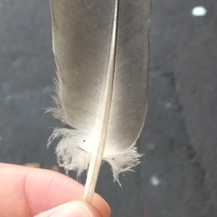 Columba livia domestica