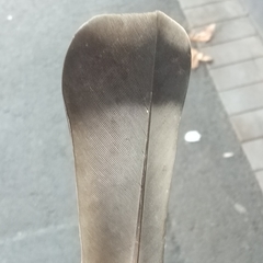 Columba livia domestica