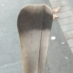 Columba livia domestica