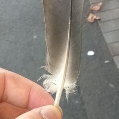 Columba livia domestica