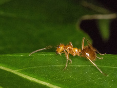 Notoncus spinisquamis