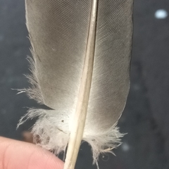 Columba livia domestica