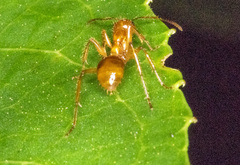 Notoncus spinisquamis