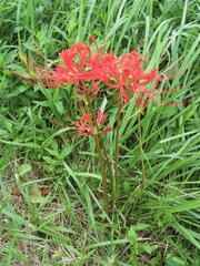 Lycoris radiata