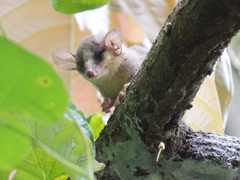 Didelphinae