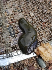 Haemopis