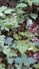 Tiarella austrina