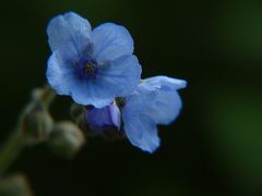 Adelocaryum malabaricum