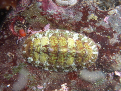 Dendrochiton flectens