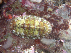 Dendrochiton flectens