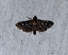 Diathrausta reconditalis